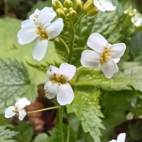 Arabidopsis halleri (Arabidopsis halleri)