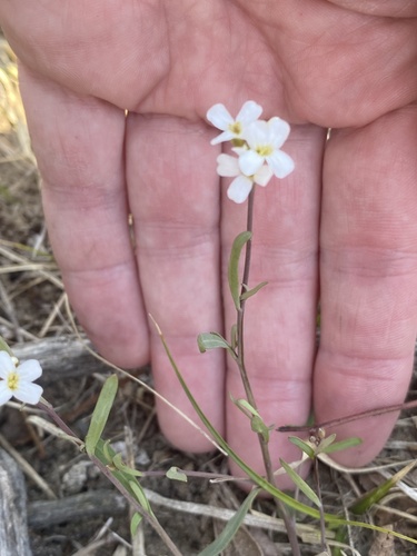 Arabidopsis lyrata (Arabidopsis lyrata)