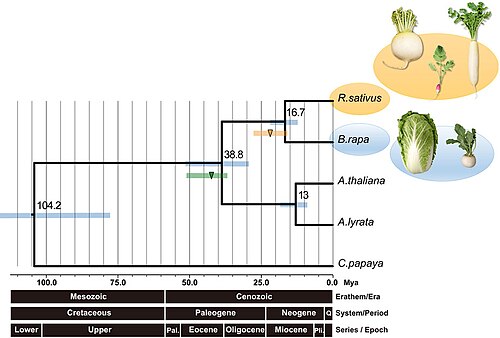 Arabidopsis lyrata: Phylogenetic tree of R. sativus (Radish), A. thaliana, A. lyrata, B. rapa and C. papaya. The blue line represents the 95% probability density (95PD) of ages for
