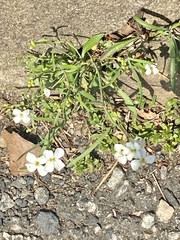 Arabidopsis lyrata (Arabidopsis lyrata)