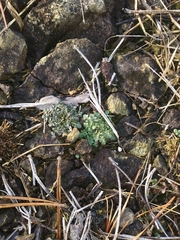 Arabidopsis lyrata (Arabidopsis lyrata)