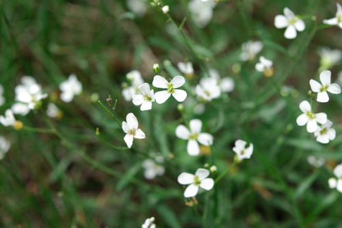 Arabidopsis lyrata (Arabidopsis lyrata)