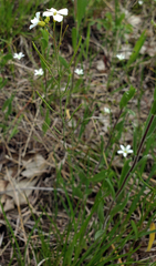 Arabidopsis lyrata (Arabidopsis lyrata)