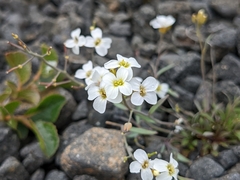 Arabidopsis lyrata (Arabidopsis lyrata)