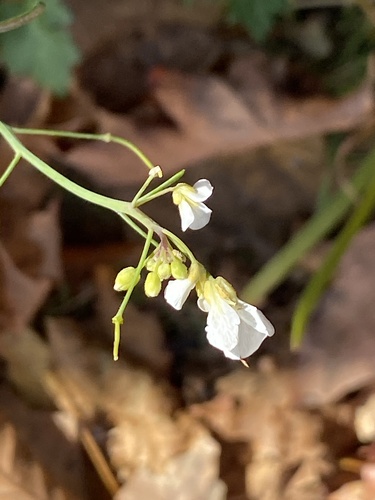 Arabidopsis lyrata (Arabidopsis lyrata)