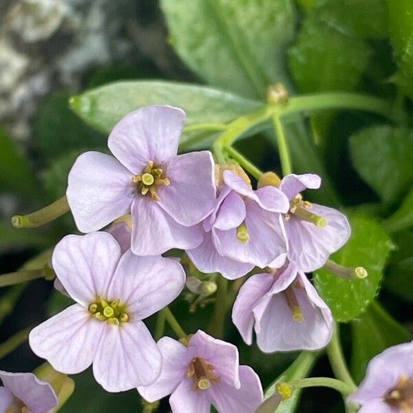 Arabidopsis neglecta (Arabidopsis neglecta)
