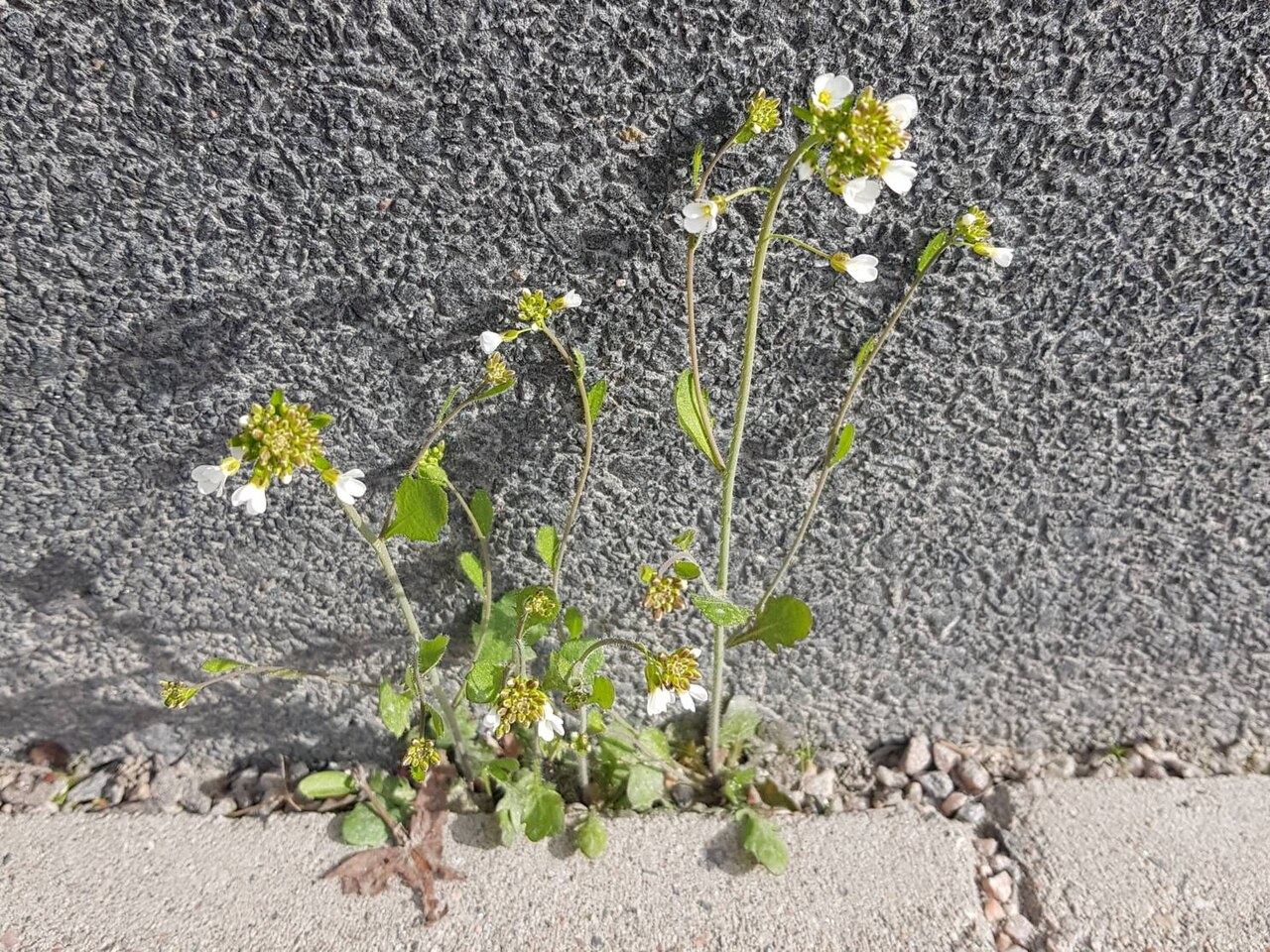 Arabidopsis suecica: Arabidopsis suecica