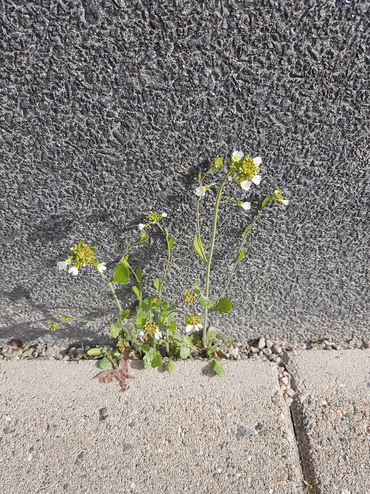 Arabidopsis suecica: Arabidopsis suecica