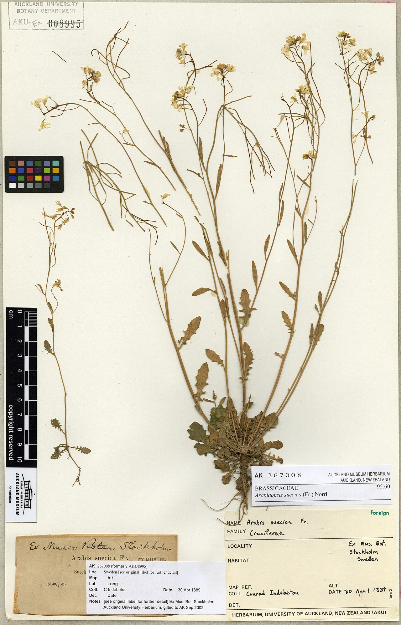 Arabidopsis suecica (Arabidopsis suecica)