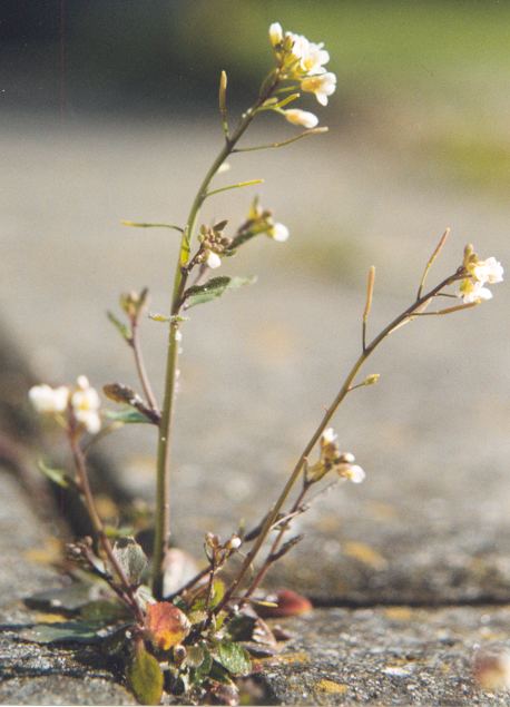 Mouse-ear cress: Arabidopsis thaliana Image from nl:Afbeelding:Zandraket.jpg . en:nl:Afbeelding:Zandraket.jpg no way