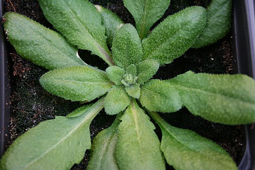 Mouse-ear cress: Arabidopsis thaliana