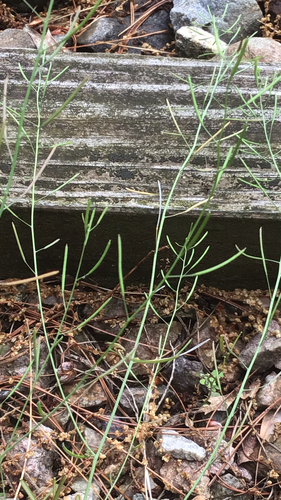 Mouse-ear cress (Arabidopsis thaliana)