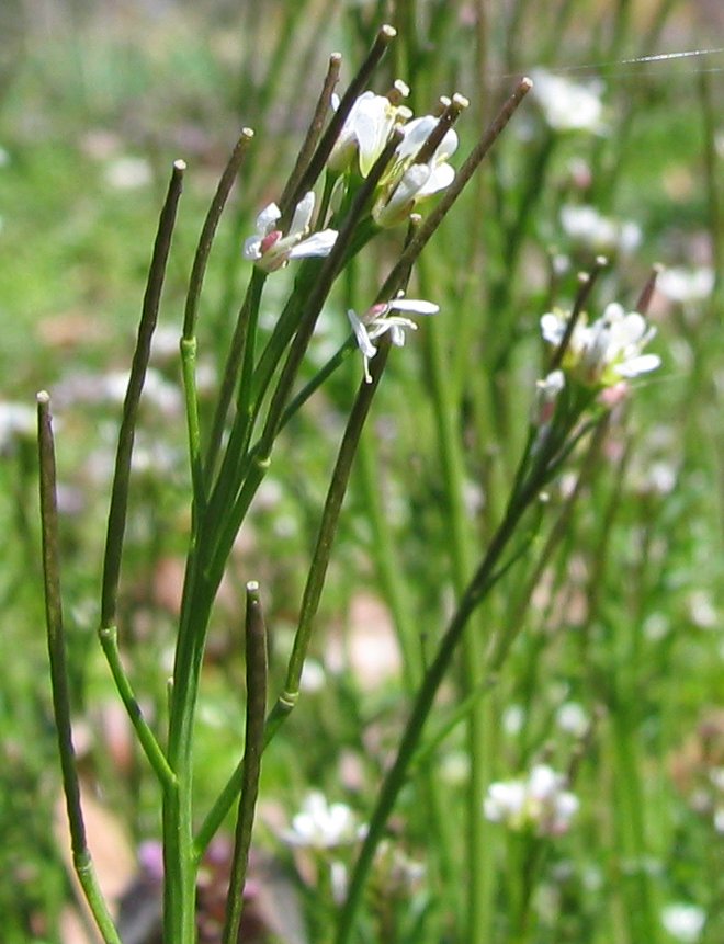 Mouse-ear cress: Arabidopsis flowers and seedpod, Location: Charlottesville, Virginia , USA. It could also be Cardamine hirsuta. Uncertain identification.