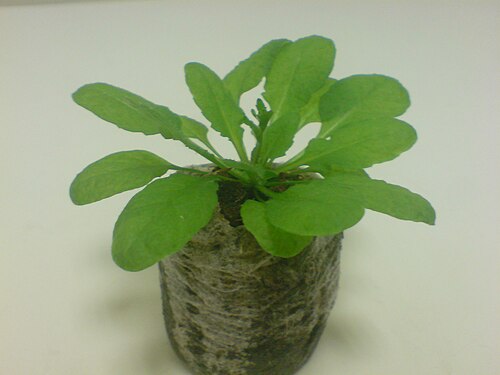 Mouse-ear cress: Young plant of Arabidopsis thaliana ecotype Columbia-O in Jiffy pellet. Plant is having rosette leaves and is just about to start shooting up (inflorescence).
