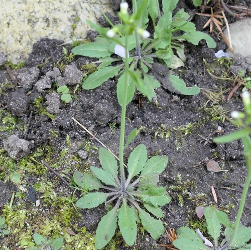 Mouse-ear cress (Arabidopsis thaliana)
