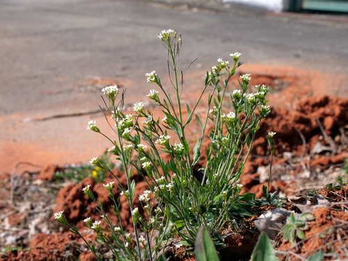 Mouse-ear cress