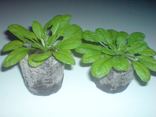 Mouse-ear cress: Two young plants of Arabidopsis thaliana ecotype Columbia-O in Jiffy pellet. Plants are having rosette leaves and are just about to start shooting up their infl