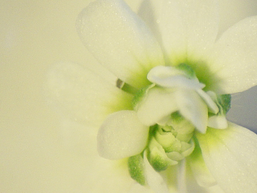 Mouse-ear cress: Arabidopsis mutant with "double flower" phenotype. Arabidopsis mutants