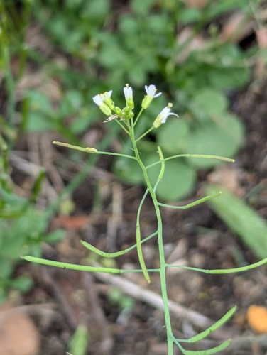 Mouse-ear cress (Arabidopsis thaliana)