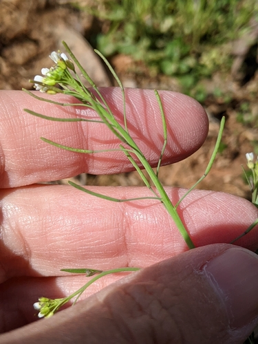 Mouse-ear cress (Arabidopsis thaliana)
