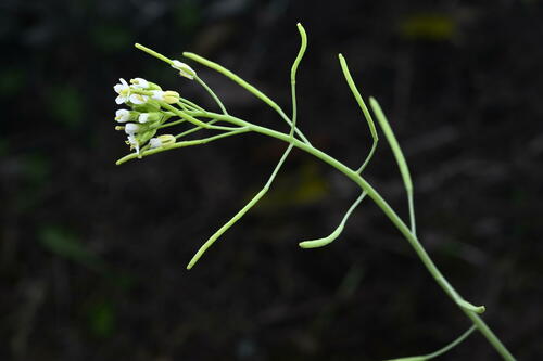 Mouse-ear cress (Arabidopsis thaliana)