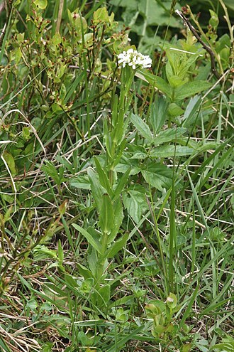 Arabis allionii: Flowering Arabis sudetica (A. hirsuta agg.), Velká Kotelní jáma, Krkonoše Mountains, Czech Republic