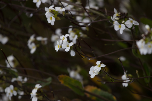 Alpine rockcress (Arabis alpina)
