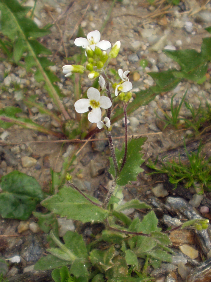 Alpine rockcress (Arabis alpina)