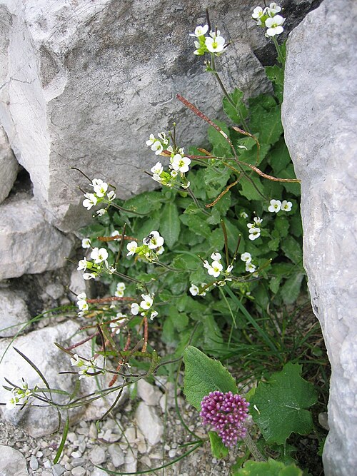 Alpine rockcress: Arabis_alpina , Grieskar, Upper Austria, Austria