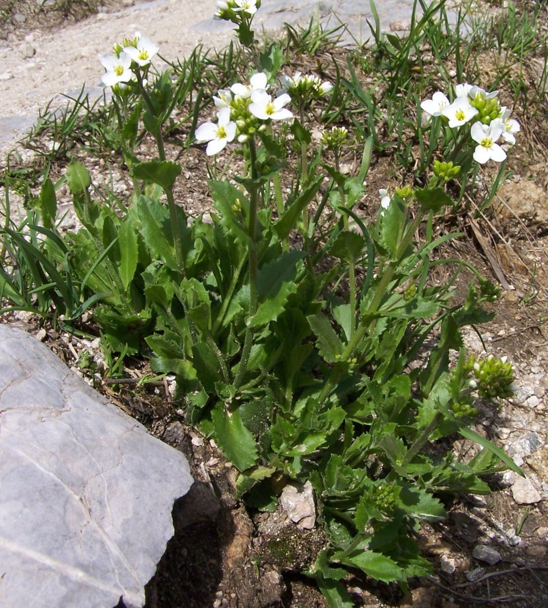 Alpine rockcress: Arabis alpina (pl. gęśiówka alpejska), habitat: Tatra Mountains , Czerwone Wierchy, Małołącka Przełęcz)