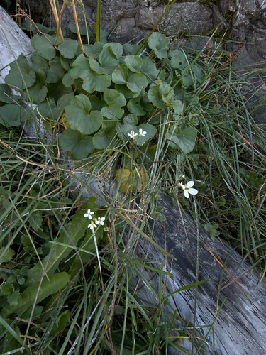 Alpine rockcress (Arabis alpina)