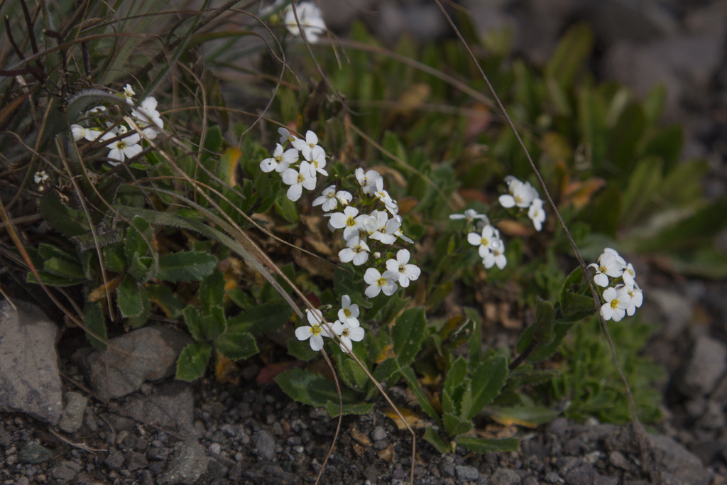 Alpine rockcress (Arabis alpina)