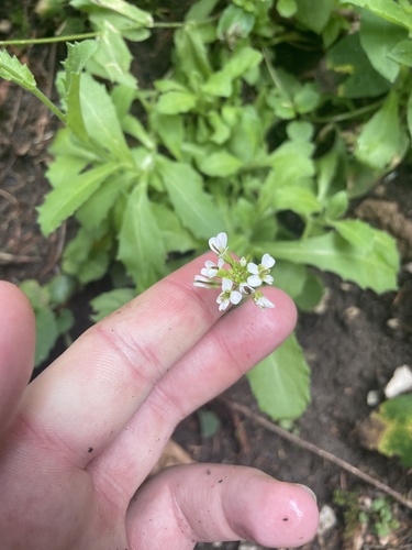 Alpine rockcress (Arabis alpina)