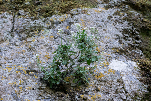 Alpine rockcress (Arabis alpina)