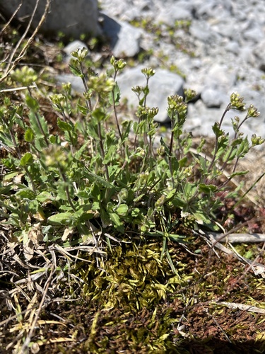 Alpine rockcress (Arabis alpina)