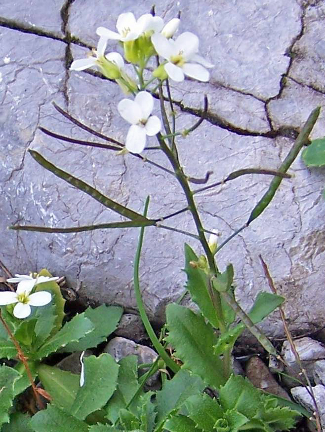 Alpine rockcress: Arabis alpina