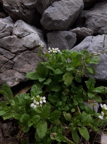 Alpine rockcress (Arabis alpina)