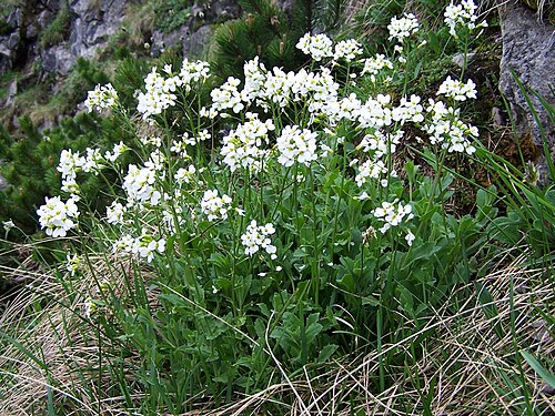 Alpine rockcress: Arabis alpina (pl. gęsiówka alpejska), habitat: Tatra Mountains , Hala Upłaz