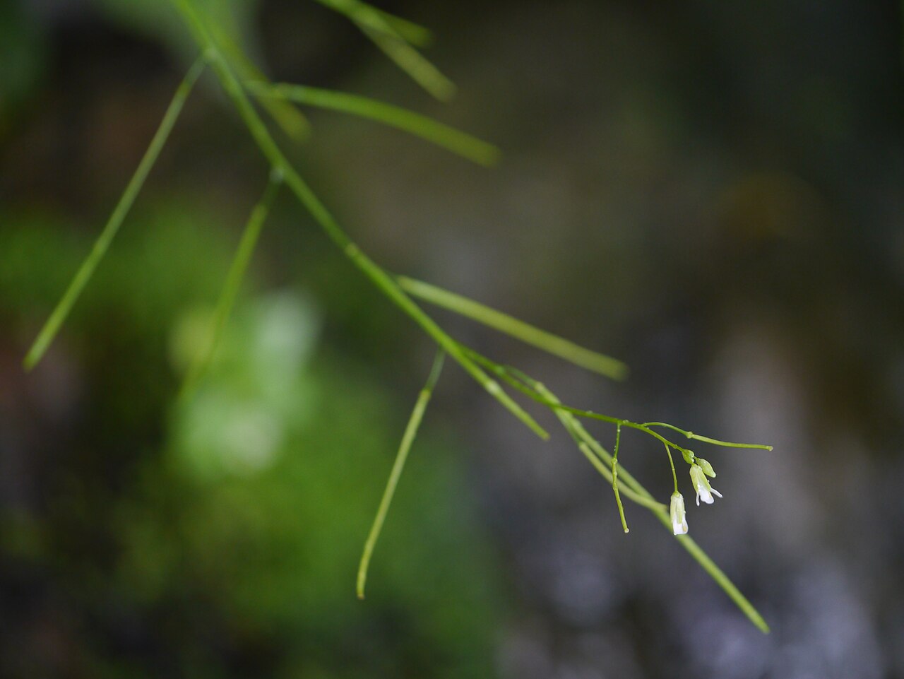 Arabis amplexicaulis: ¿ Arabis amplexicaulis ?