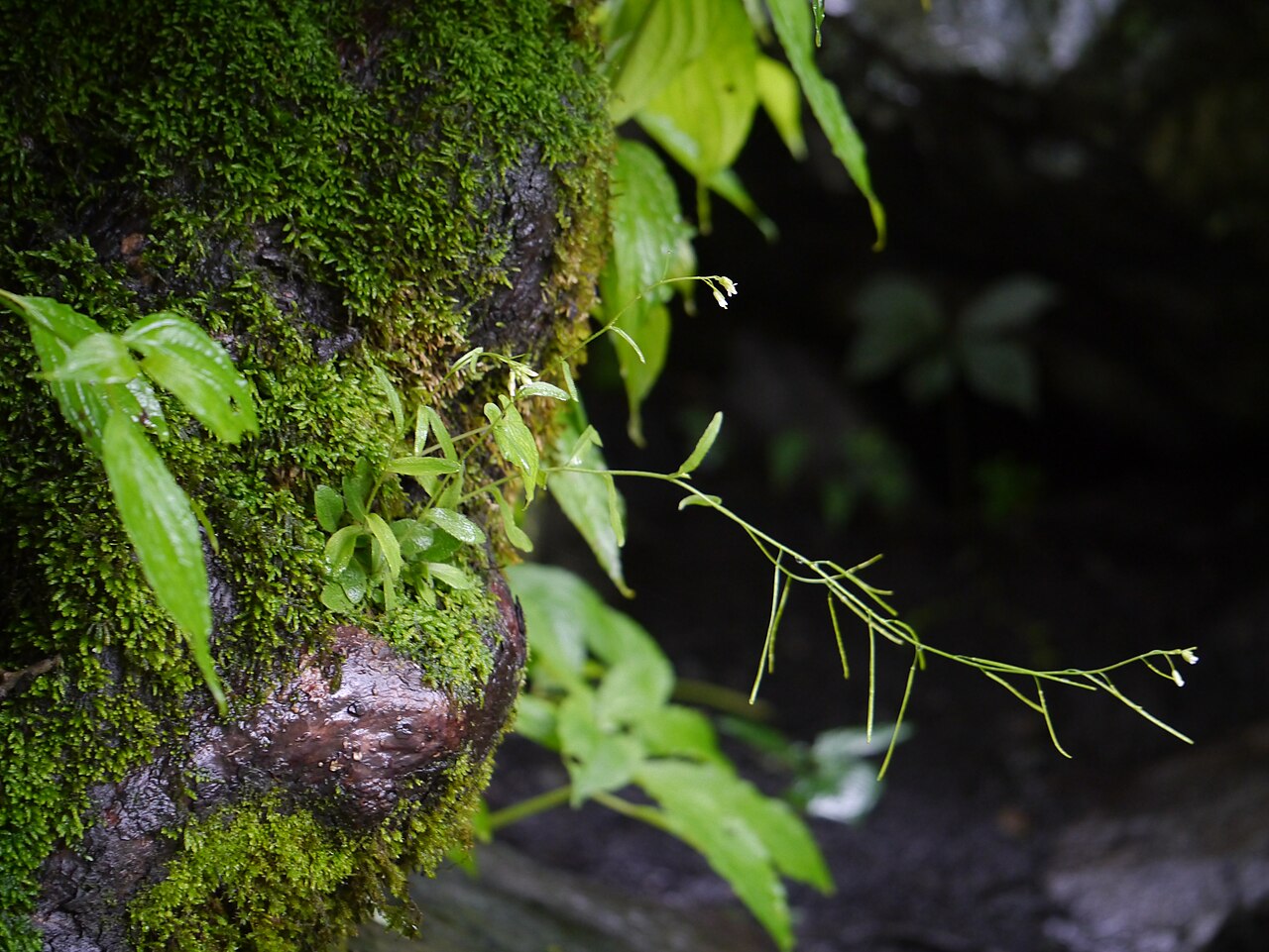Arabis amplexicaulis: ¿ Arabis amplexicaulis ?