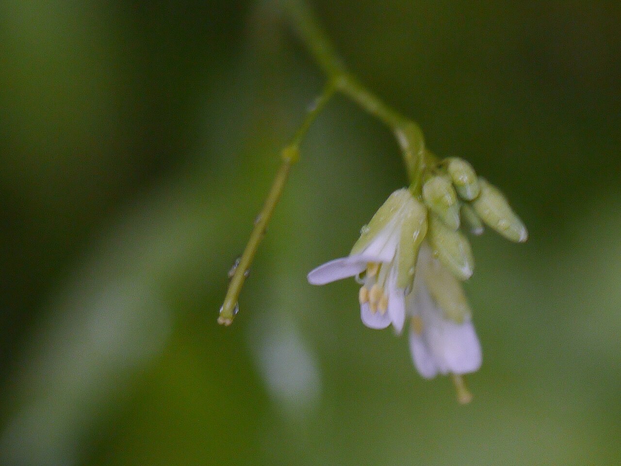Arabis amplexicaulis: ¿ Arabis amplexicaulis ?