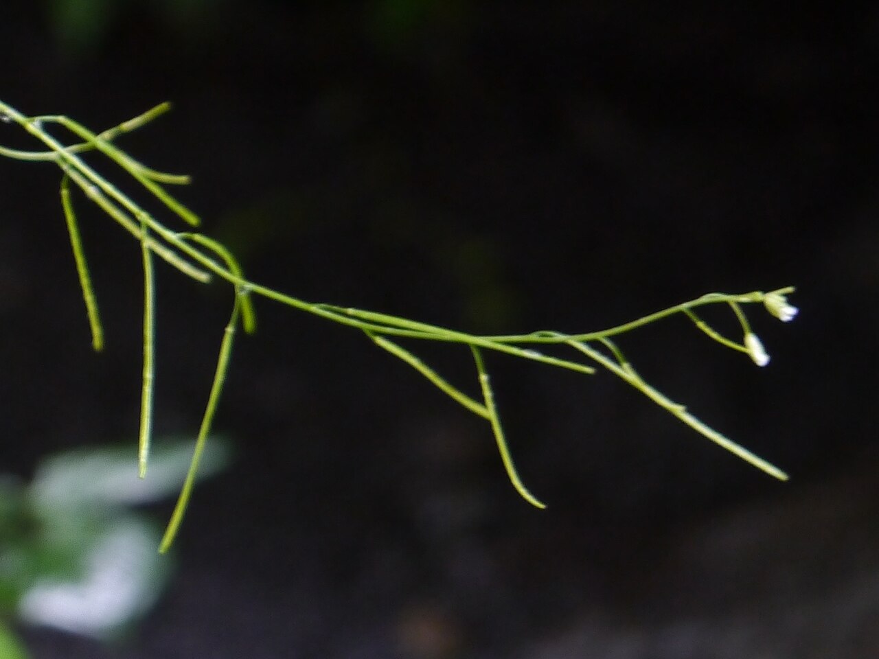 Arabis amplexicaulis: ¿ Arabis amplexicaulis ?