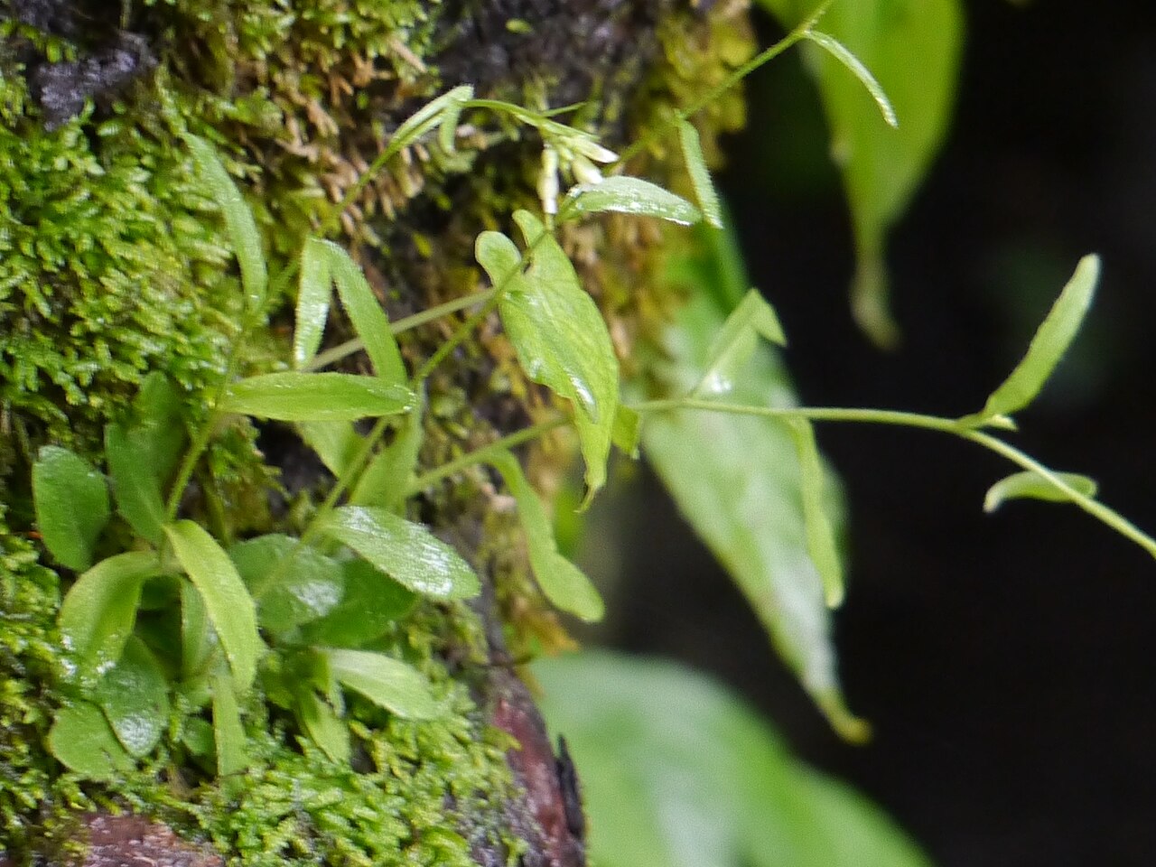 Arabis amplexicaulis: ¿ Arabis amplexicaulis ?