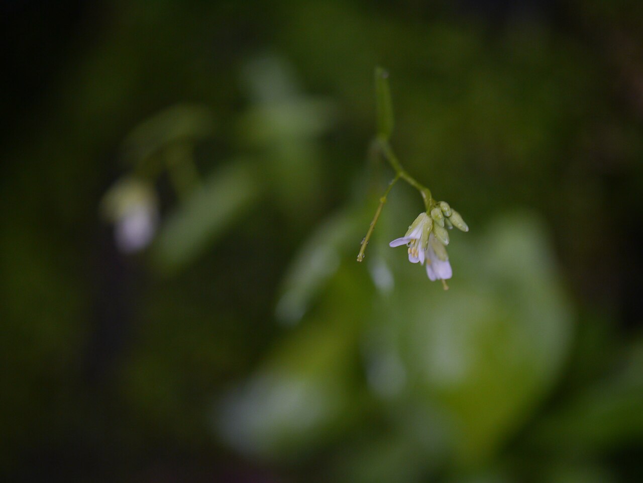 Arabis amplexicaulis: ¿ Arabis amplexicaulis ?