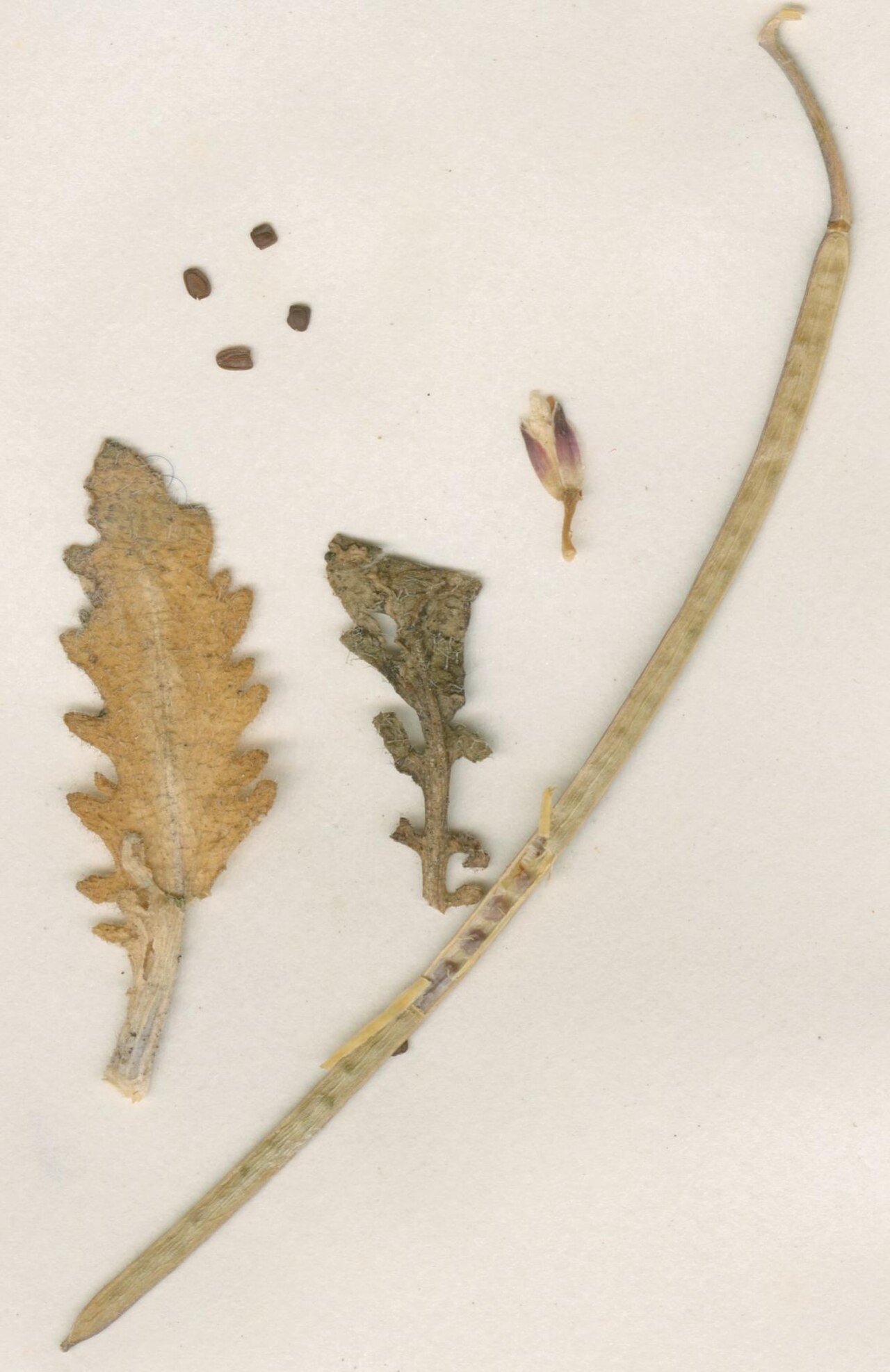 Arabis beirana: Photograph of Holotype of Arabis beirana at Herbarium of the University of Coimbra, Portugal (COI). Specimen COI00077008. http://coicatalogue.uc.pt/specimen/COI
