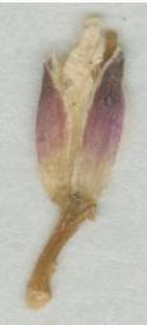 Arabis beirana: Photograph of Paratype of Arabis beirana at Herbarium of the University of Coimbra, Portugal (COI). Specimen COI00077003. http://coicatalogue.uc.pt/specimen/COI