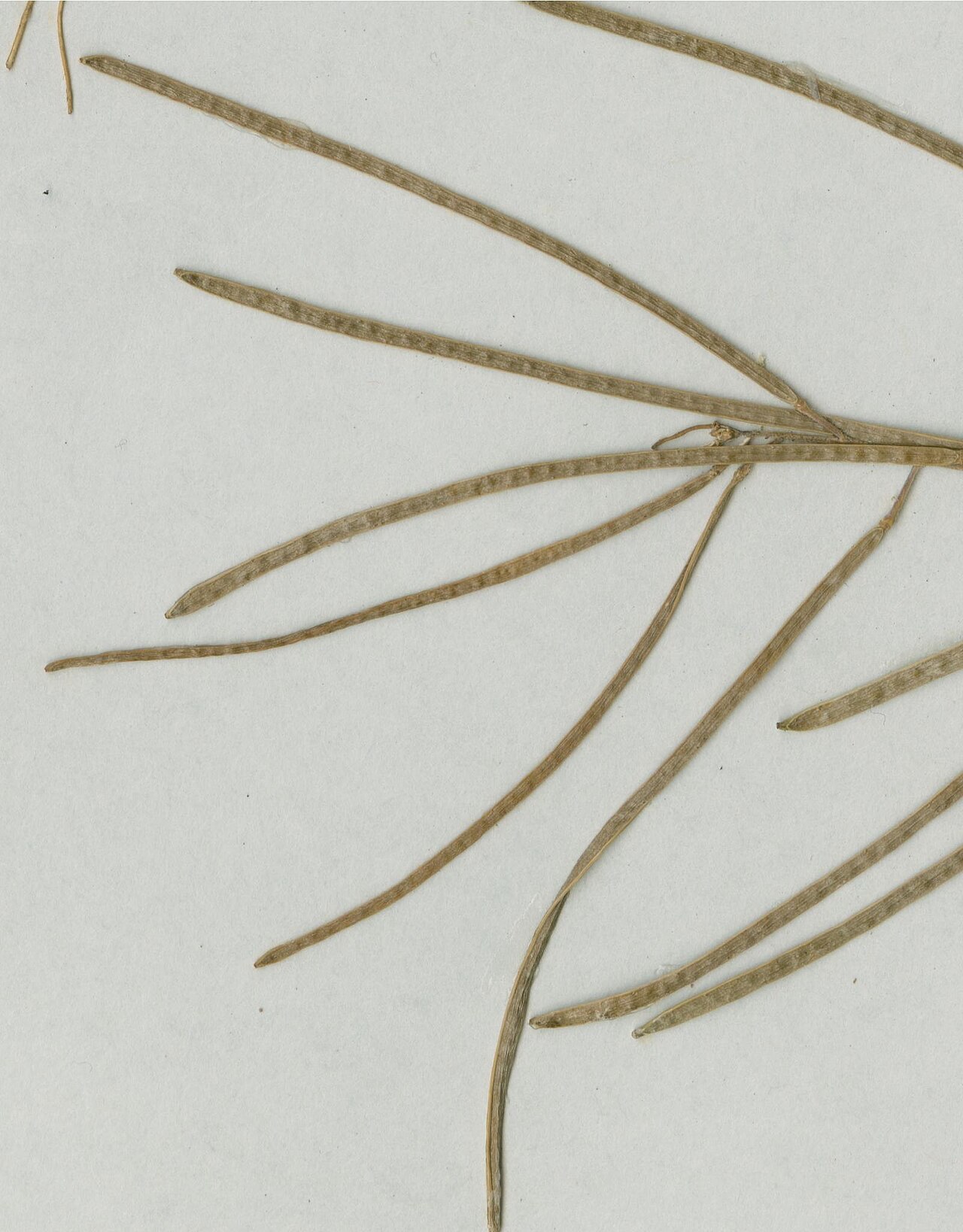 Arabis beirana: Photograph of Paratype of Arabis beirana at Herbarium of the University of Coimbra, Portugal (COI). Specimen COI00077004. http://coicatalogue.uc.pt/specimen/COI