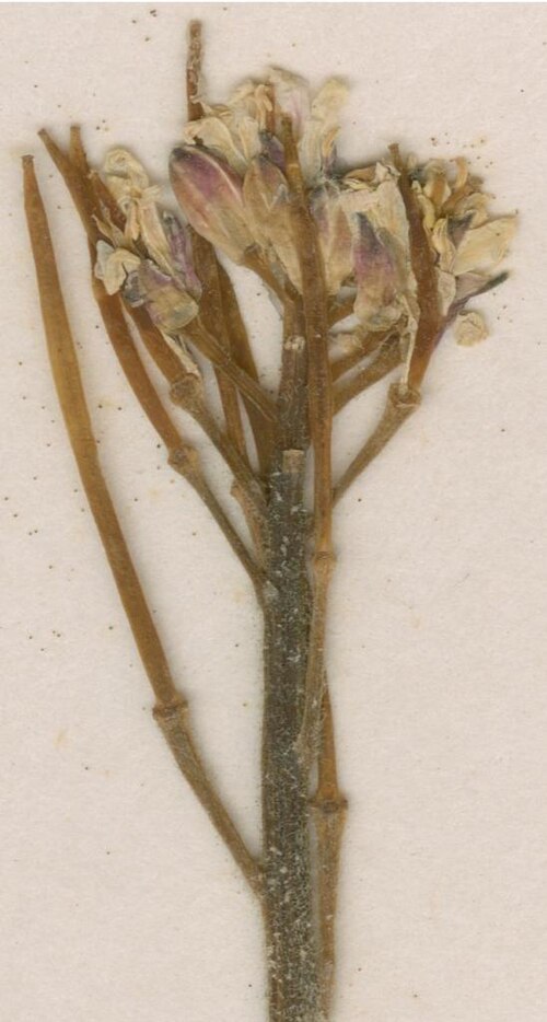 Arabis beirana: Photograph of Paratype of Arabis beirana at Herbarium of the University of Coimbra, Portugal (COI). Specimen COI00077005. http://coicatalogue.uc.pt/specimen/COI