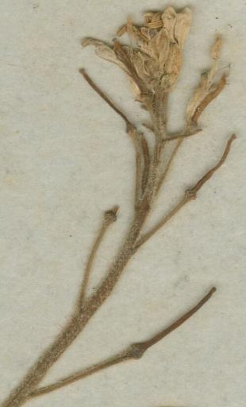 Arabis beirana: Photograph of Paratype of Arabis beirana at Herbarium of the University of Coimbra, Portugal (COI). Specimen COI00077007. http://coicatalogue.uc.pt/specimen/COI