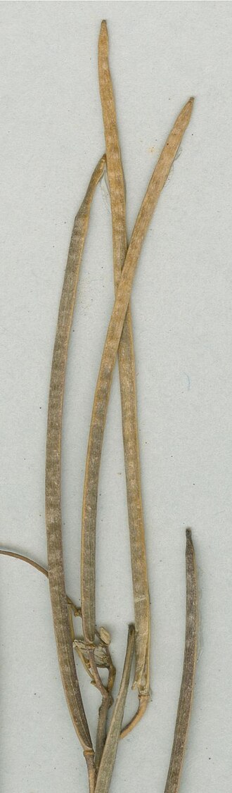 Arabis beirana: Photograph of Paratype of Arabis beirana at Herbarium of the University of Coimbra, Portugal (COI). Specimen COI00077006. http://coicatalogue.uc.pt/specimen/COI